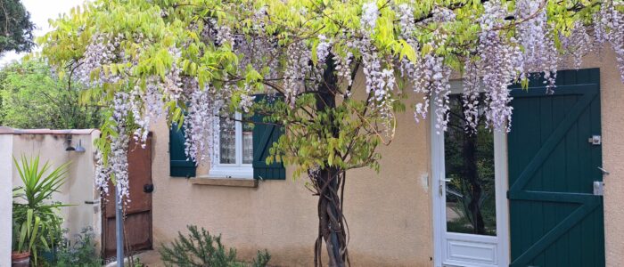 Tonnelle et sa glycine en fleurs sur l'entrée de L'Oustau dei Aucèus