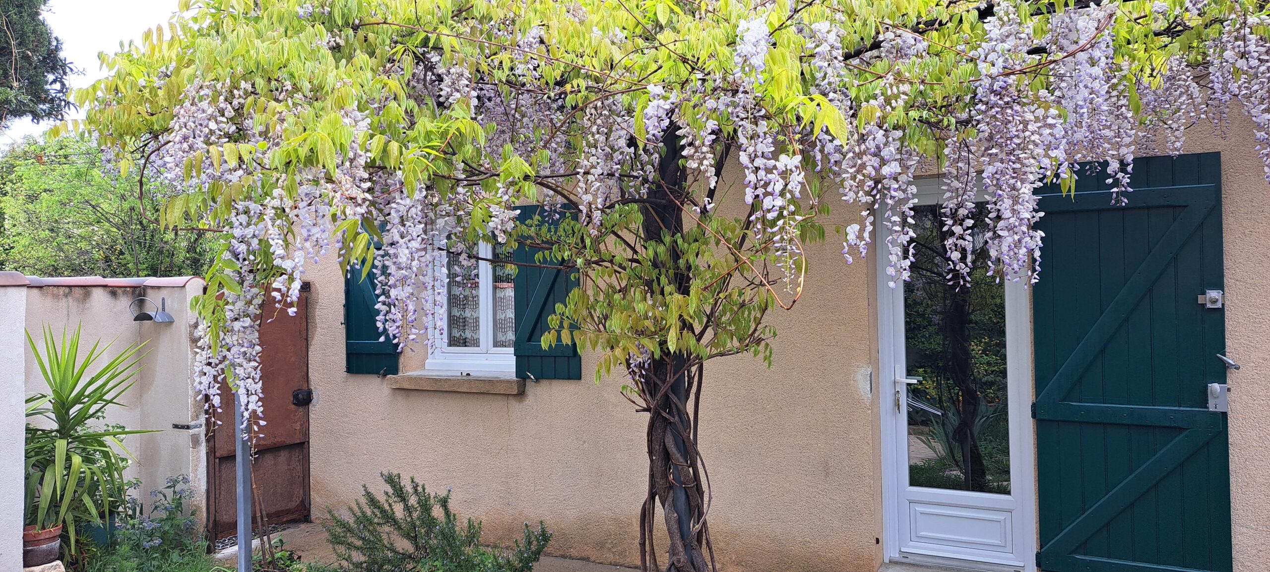 Tonnelle et sa glycine en fleurs sur l'entrée de L'Oustau dei Aucèus