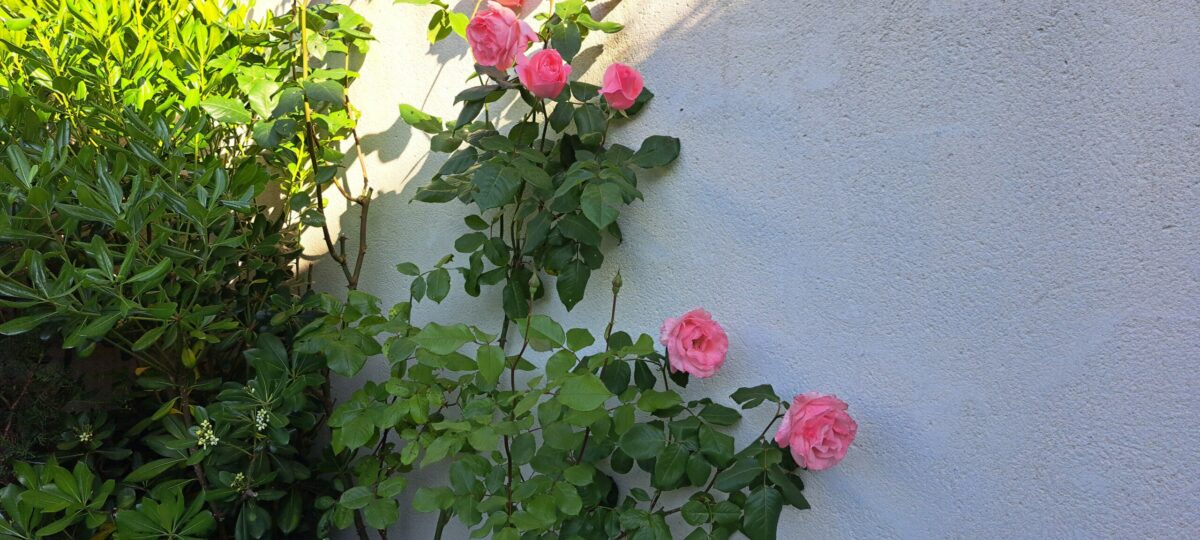 Roses en fleurs autour de la terrasse de L’Oustau dei Aucèus à Saint-Rémy-de-Provence.