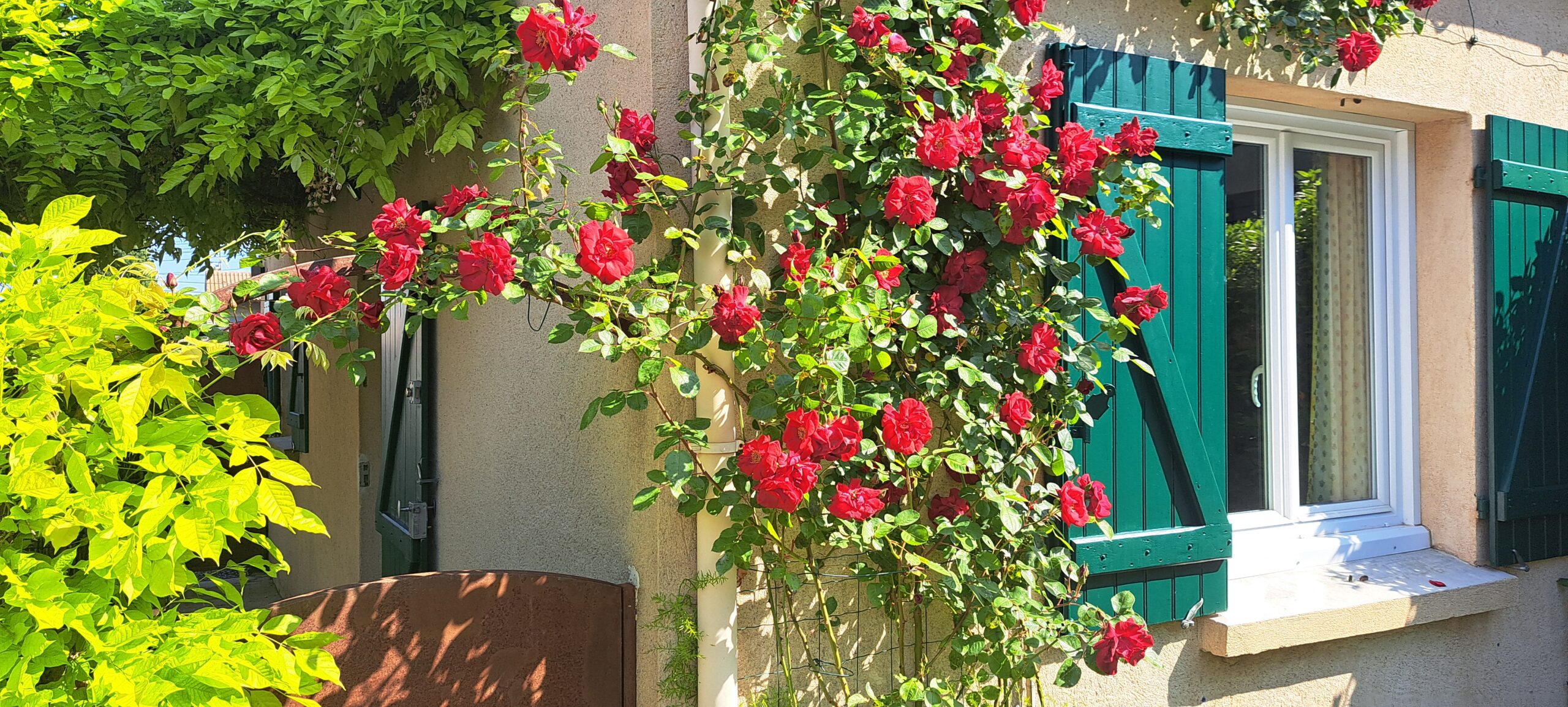 Au printemps à l'Oustau dei Aucèus fleuri son cœur de rosier.