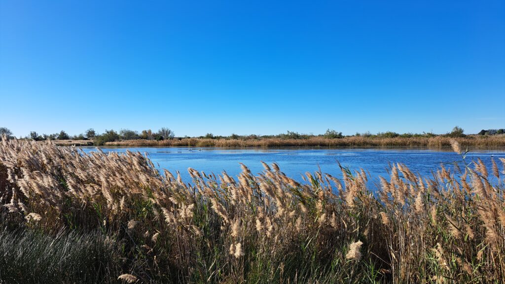 Camargue lieu naturel et sauvage, paradis des oiseaux.