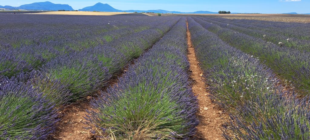 Valensole et sa Lavande en fleurs Entre le Lubéron et les Gorges du Verdon