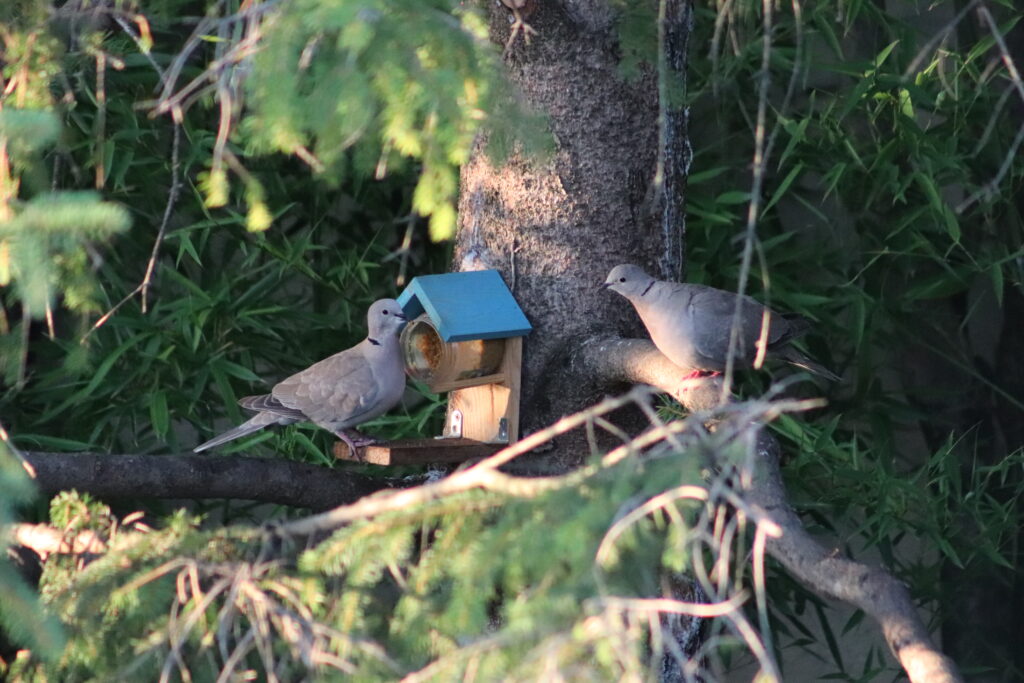 Aucèus à L'Oustau.