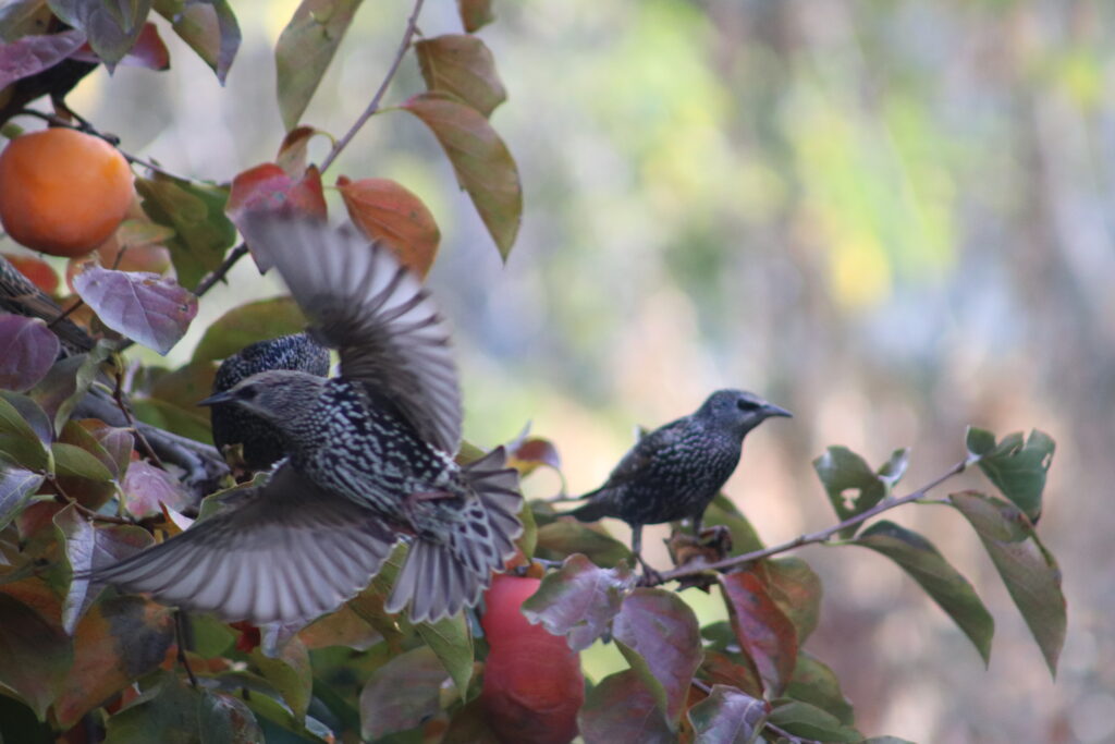 Pour réserver à l'Oustau dei Aucèus