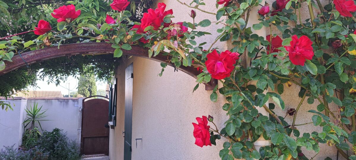 L’entrée de L’Oustau dei Aucèus entourée de roses en fleurs au printemps 2026.