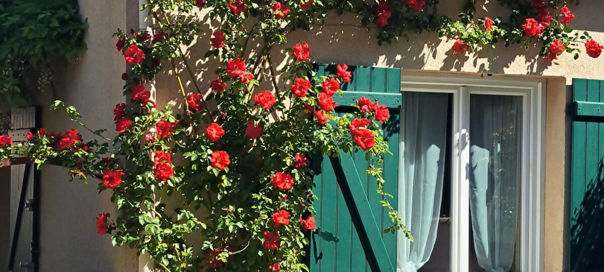 La fenêtre aux volets verts de la façade sud de L’Oustau dei Aucèus apparaît au cœur d’un rosier rouge en fleurs, sous la lumière de Saint-Rémy-de-Provence.
