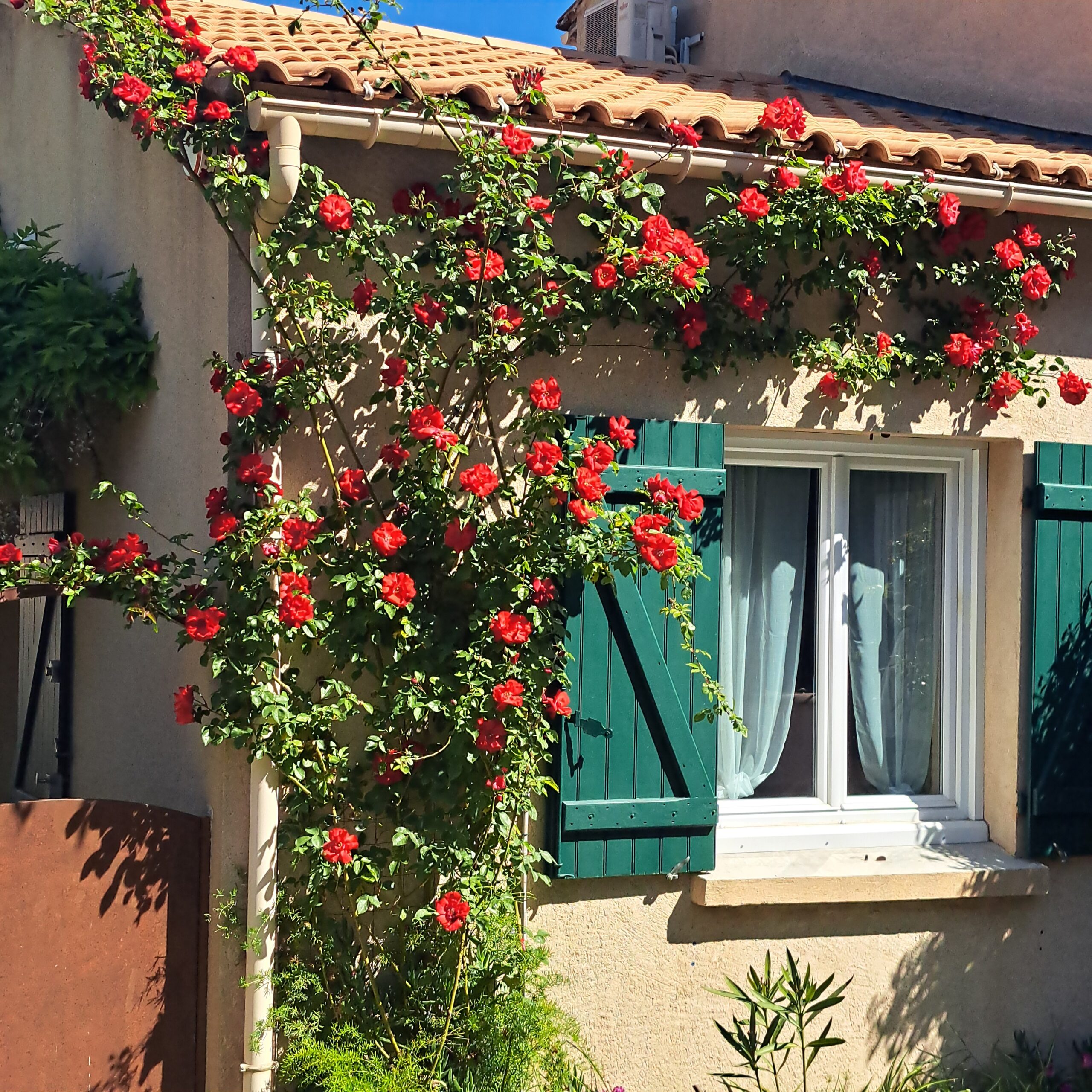 La fenêtre aux volets verts de la façade sud de L’Oustau dei Aucèus apparaît au cœur d’un rosier rouge en fleurs, sous la lumière de Saint-Rémy-de-Provence.