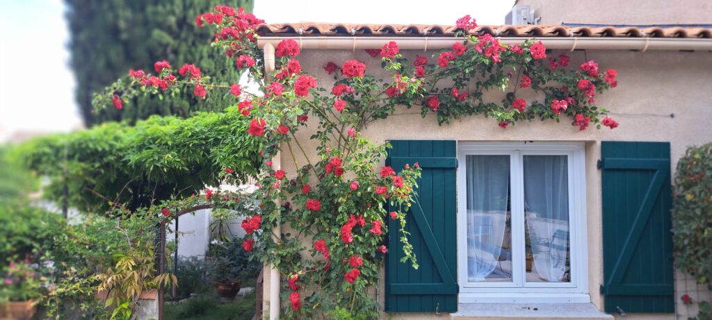 La façade sud de L’Oustau dei Aucèus disparaît presque sous une arche de roses rouges en fleurs au mois de mai 2026 à Saint-Rémy-de-Provence.
