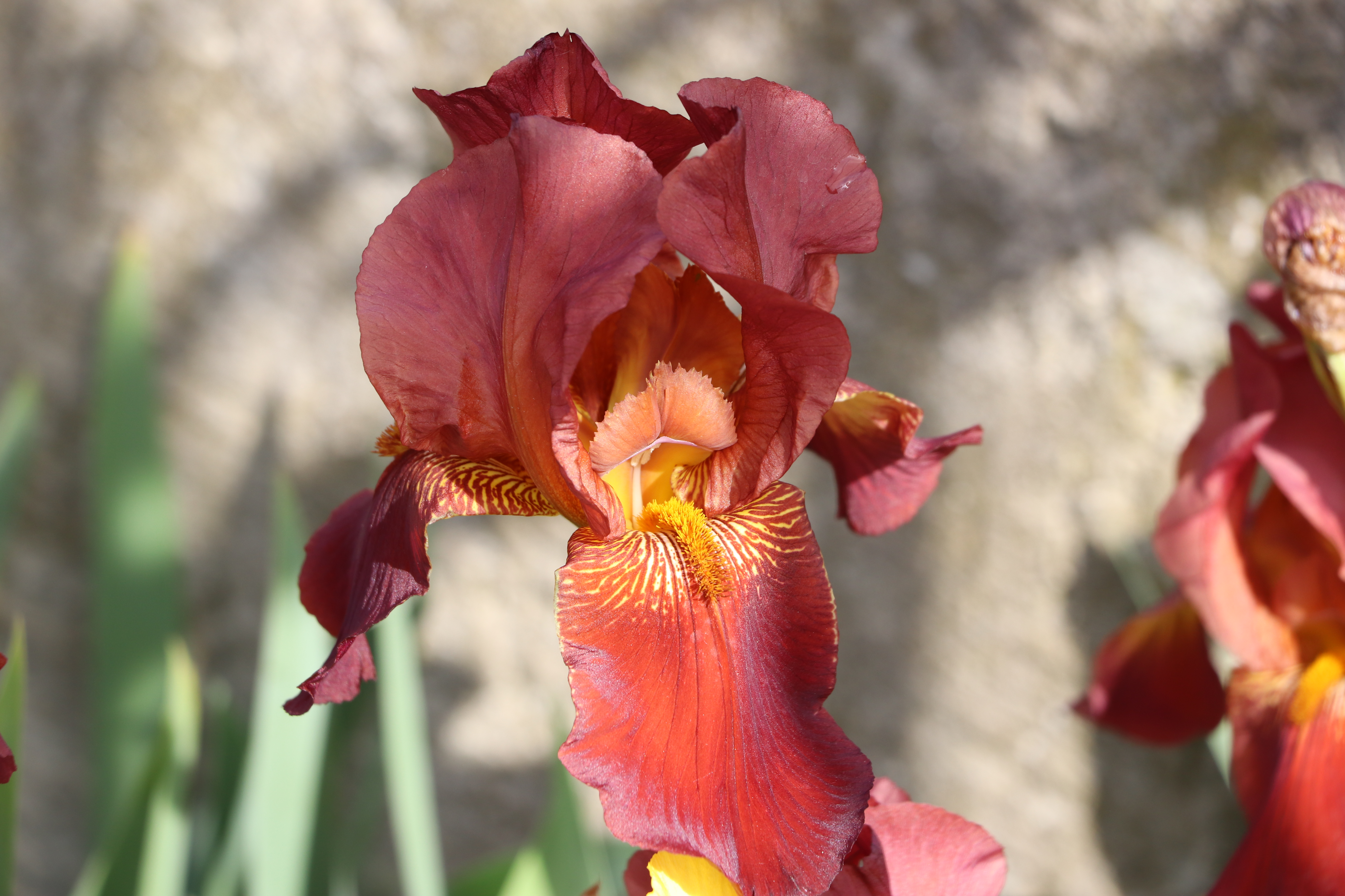 Un iris rouge et orangé s’ouvre sous le soleil de mai 2026 dans le jardin de L’Oustau dei Aucèus.